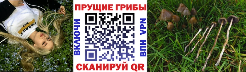 магазин продажи наркотиков  Нижняя Салда  mega онион  Псилоцибиновые грибы Psilocybine cubensis 